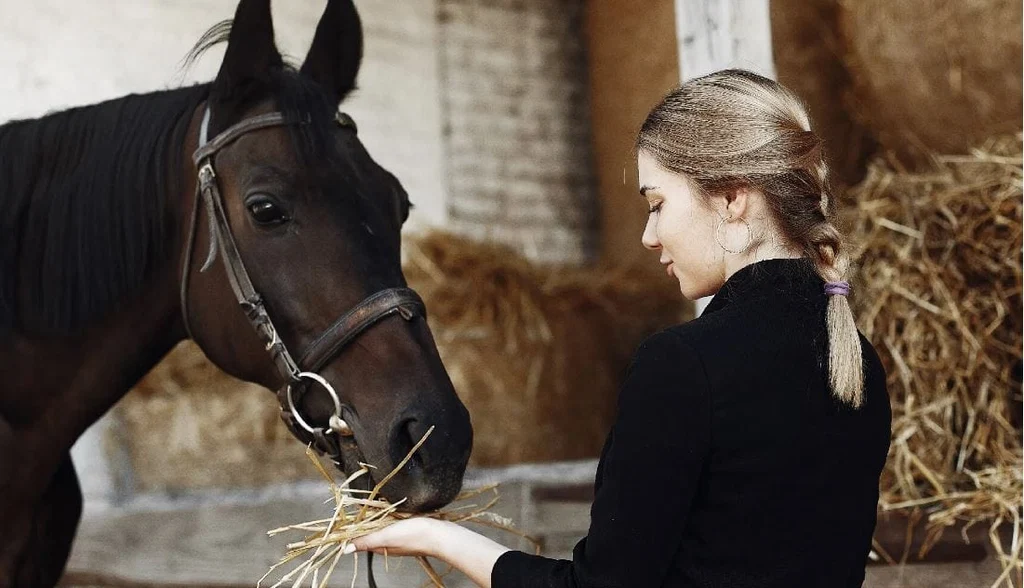 Are Horses Good Pets 2 Are Horses Good Pets