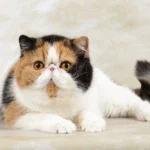 Best Cat Breeds for First-Time Owners