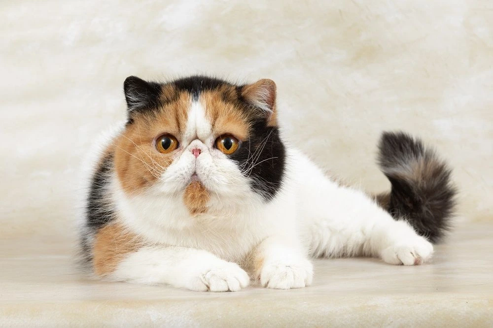 Best Cat Breeds for First-Time Owners