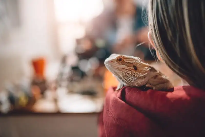 Best Pet Reptile for Beginners Low Maintenance