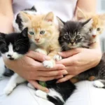 Cute Name for Your Cat