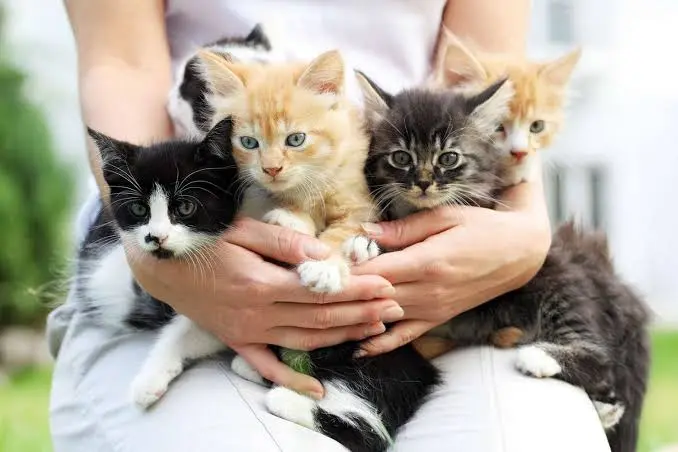 Cute Name for Your Cat