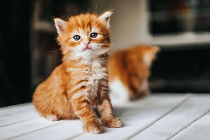 Cute Names for Cats 1 Cute Name for Your Cat