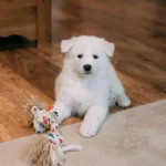 Dog Name Ideas