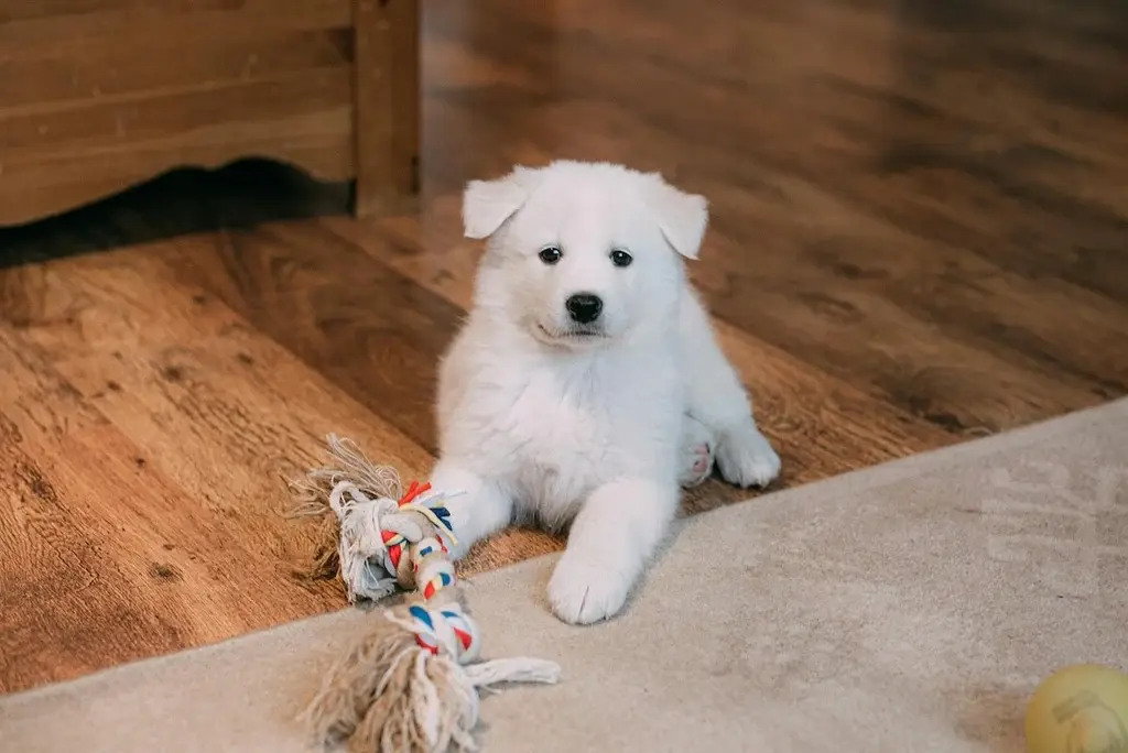 Dog Name Ideas