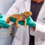 Exotic Pets