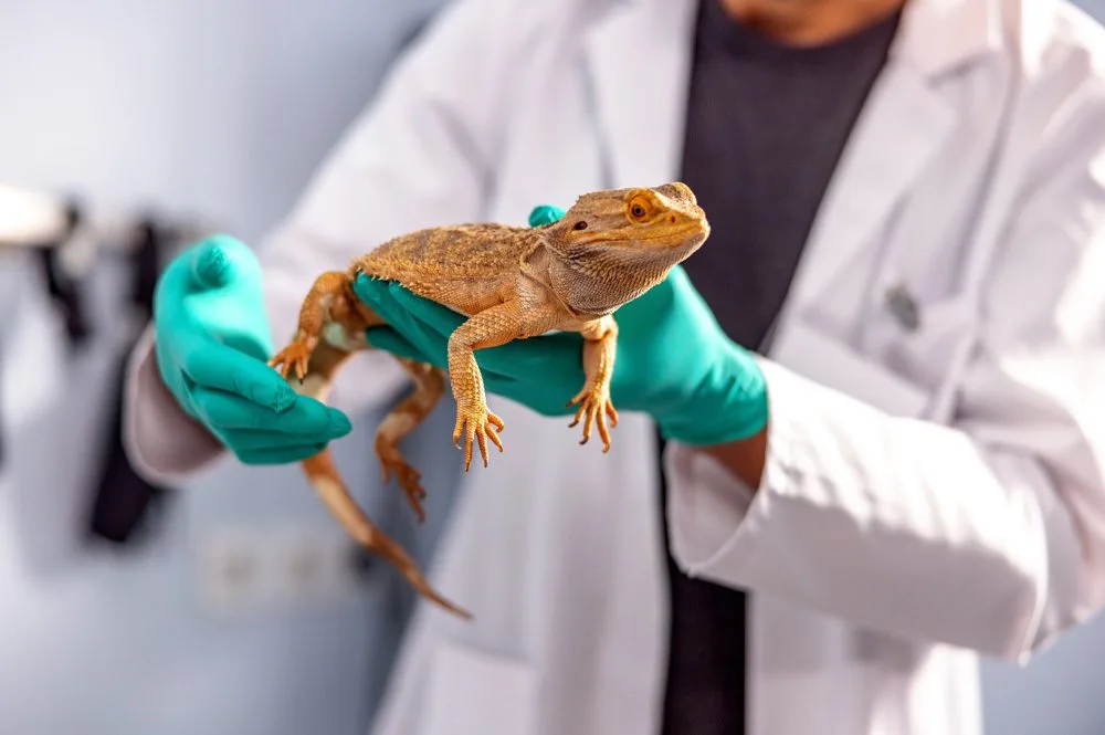 Exotic Pets Exotic Pets