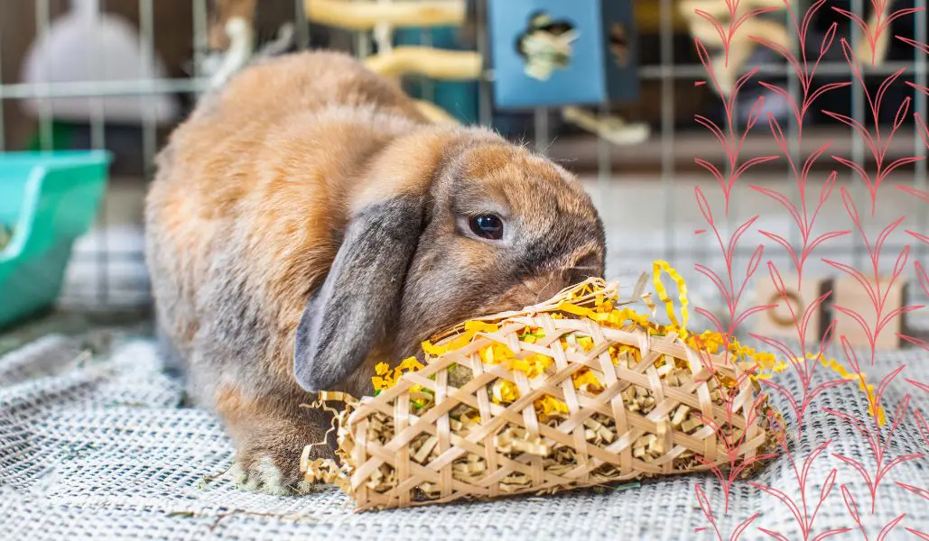 Gnawing Toys for Rabbits