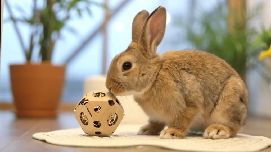 Gnawing Toys for Rabbits