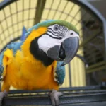 How Long Do Parrots Live as Pets