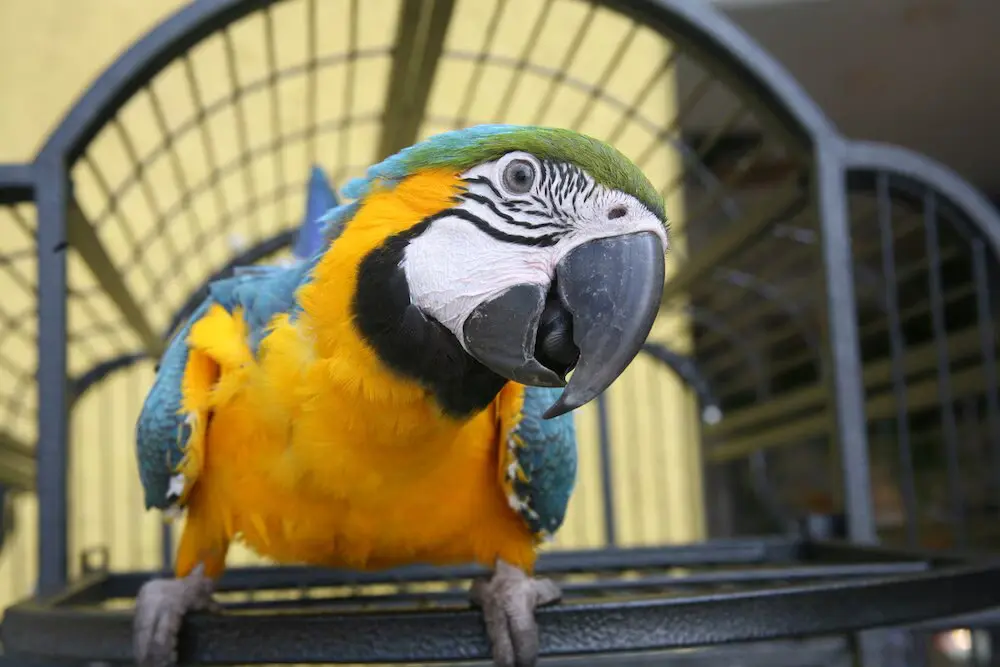 How Long Do Parrots Live as Pets 3 How Long Do Parrots Live as Pets