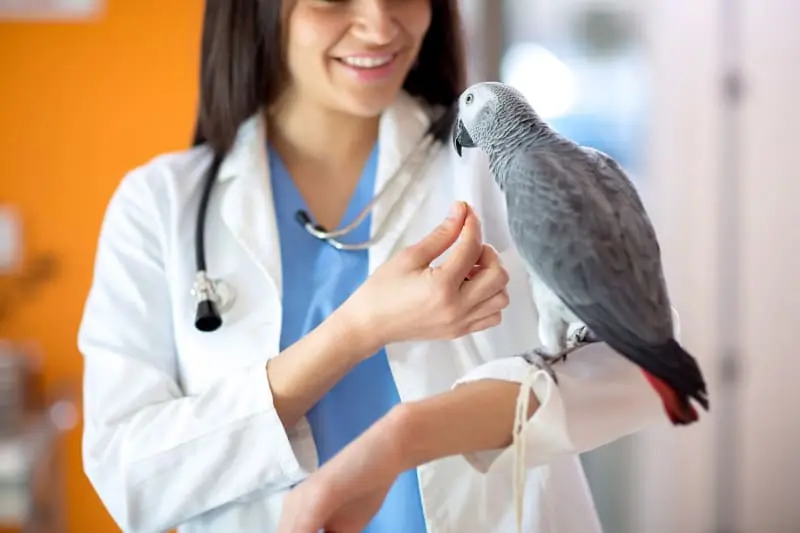 How Long Do Parrots Live as Pets 4 How Long Do Parrots Live as Pets