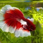 How Often Should You Feed Betta Fish