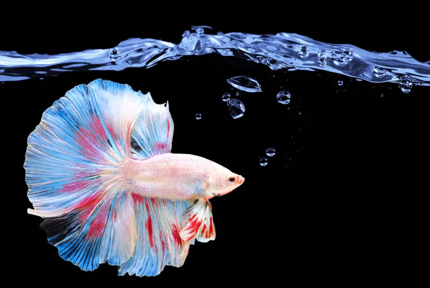 How Often Should You Feed Betta Fish 2 How Often Should You Feed Betta Fish