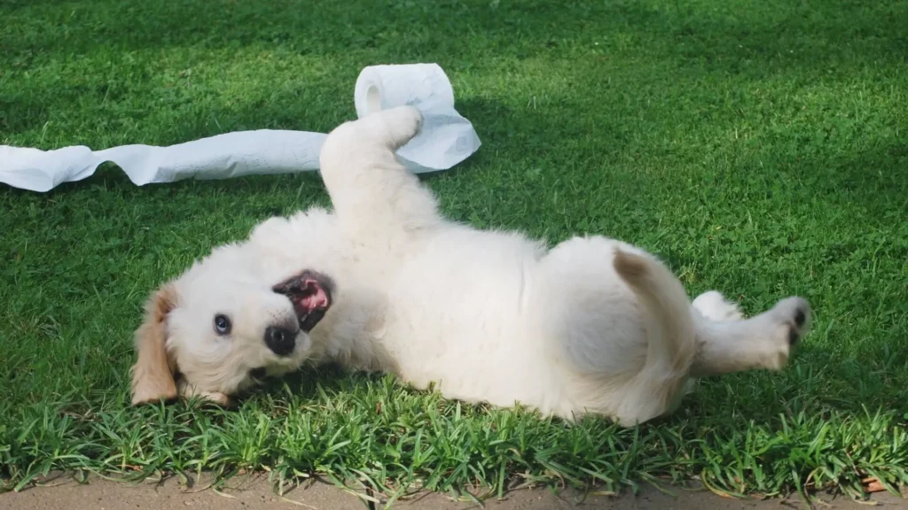How To Potty Train A Puppy 2 How To Potty Train A Puppy 2