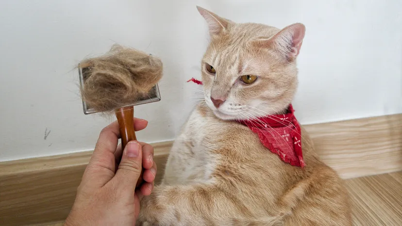 How To Treat Cat Dandruff 2 How To Treat Cat Dandruff