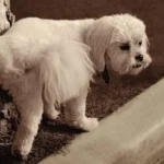 How to Potty Train a Puppy