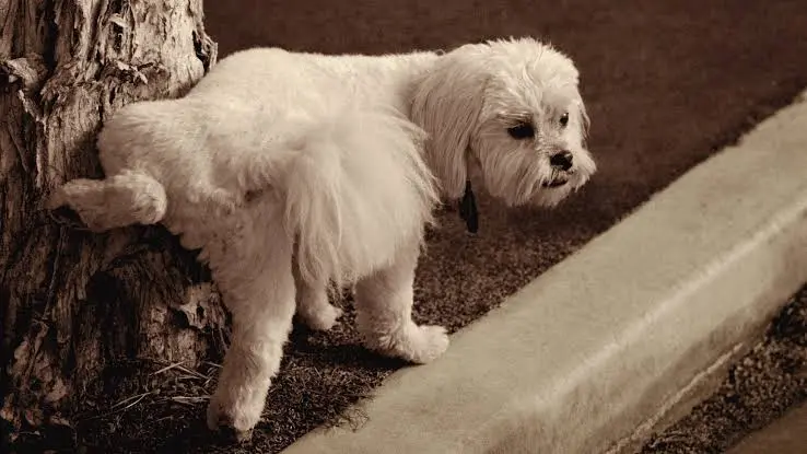 How to Potty Train a Puppy