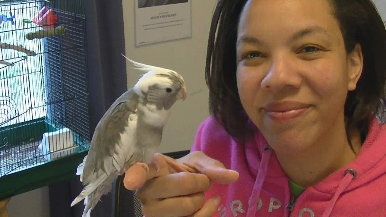 How to Tame a Cockatiel 2 How to Tame a Cockatiel
