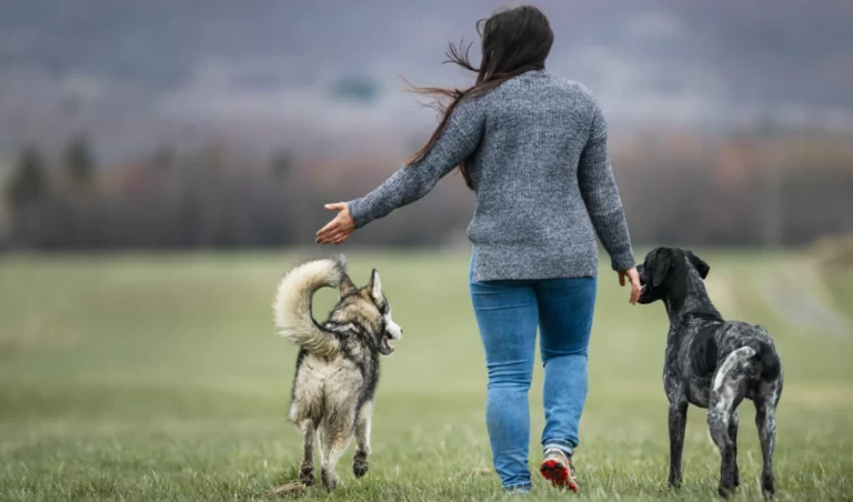 How to Train a Dog to Come When Called 3 How to Train a Dog to Come When Called
