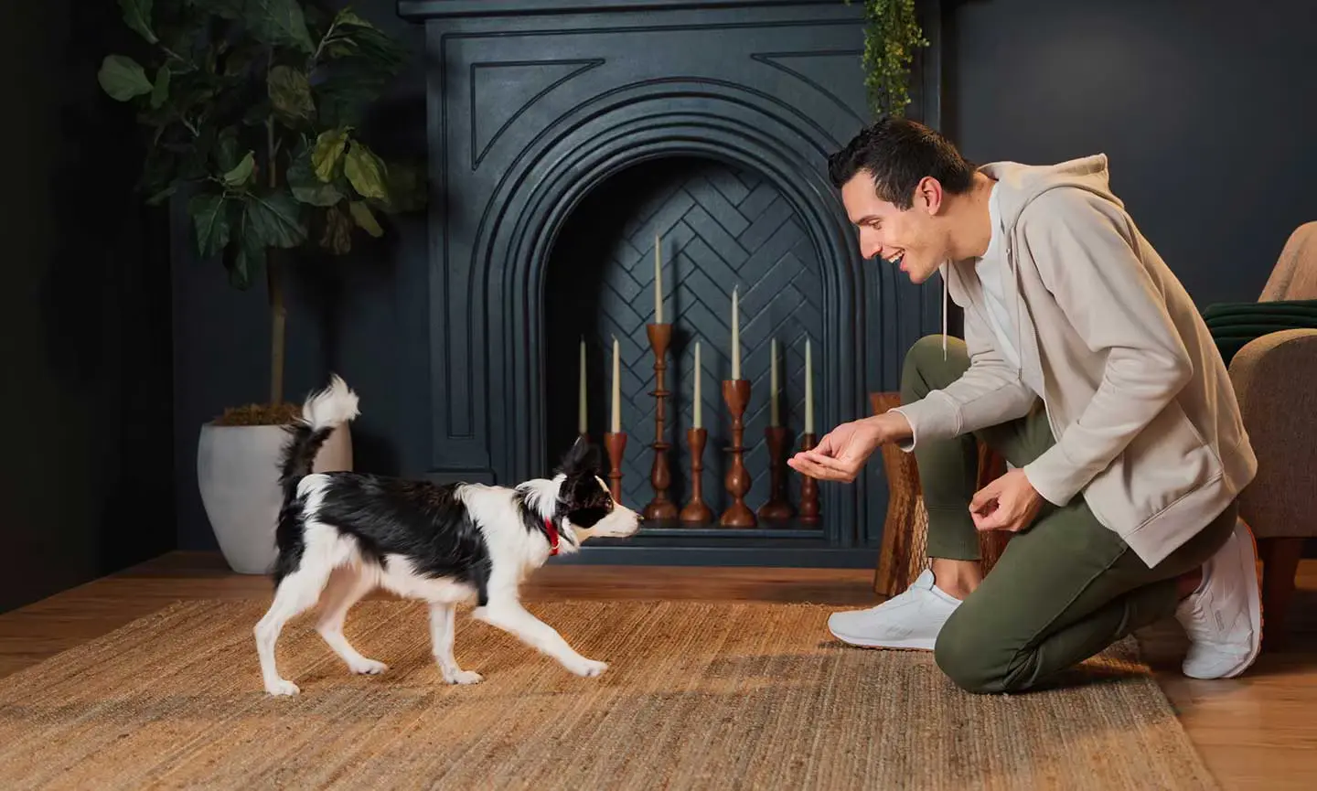 How to Train a Dog to Come When Called How to Train a Dog to Come When Called