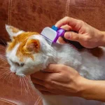 How to Treat Cat Dandruff