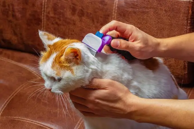 How to Treat Cat Dandruff How to Treat Cat Dandruff