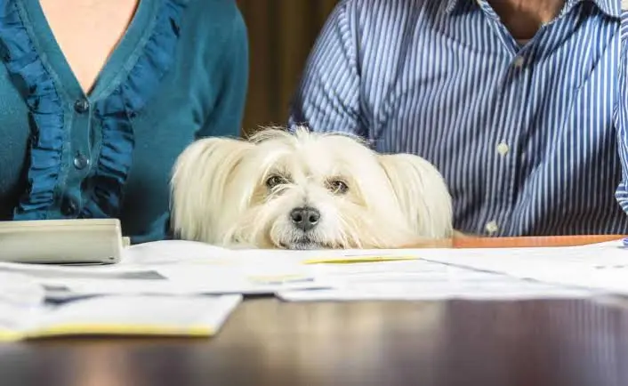 Is Pet Insurance Worth It for Dogs 2 Is Pet Insurance Worth It for Dogs