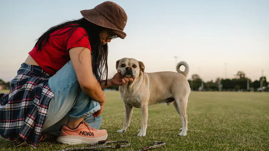 Is Pet Insurance Worth It for Dogs