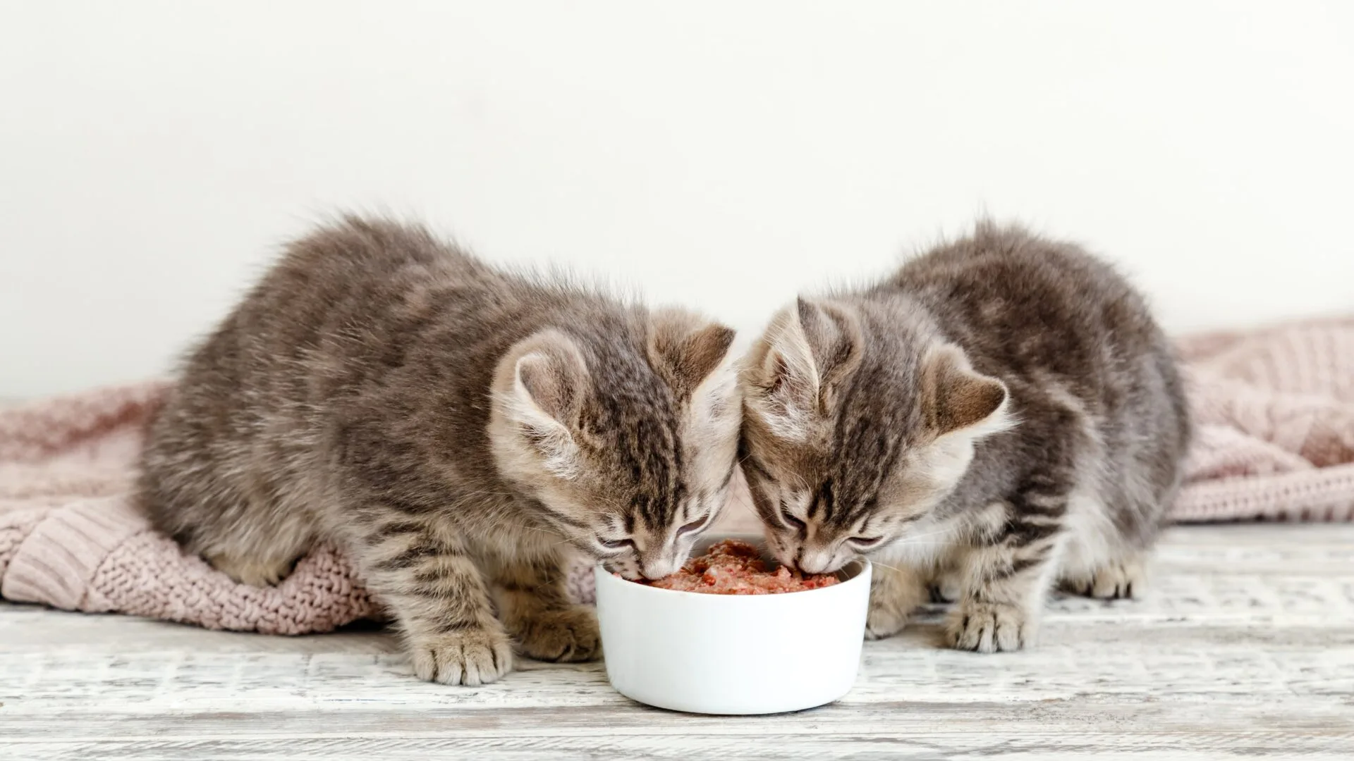 Kitten Feeding Schedule 2 Kitten Feeding Schedule