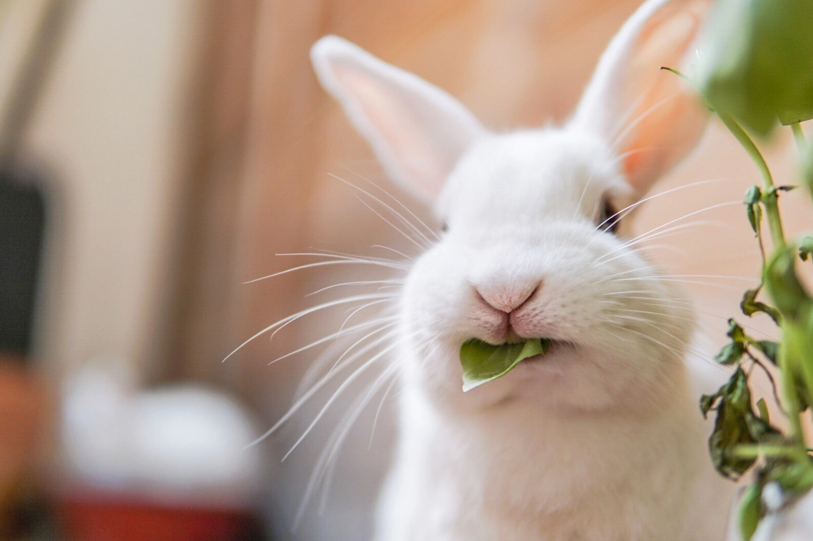 Names For Pet Rabbits 2 Names For Pet Rabbits
