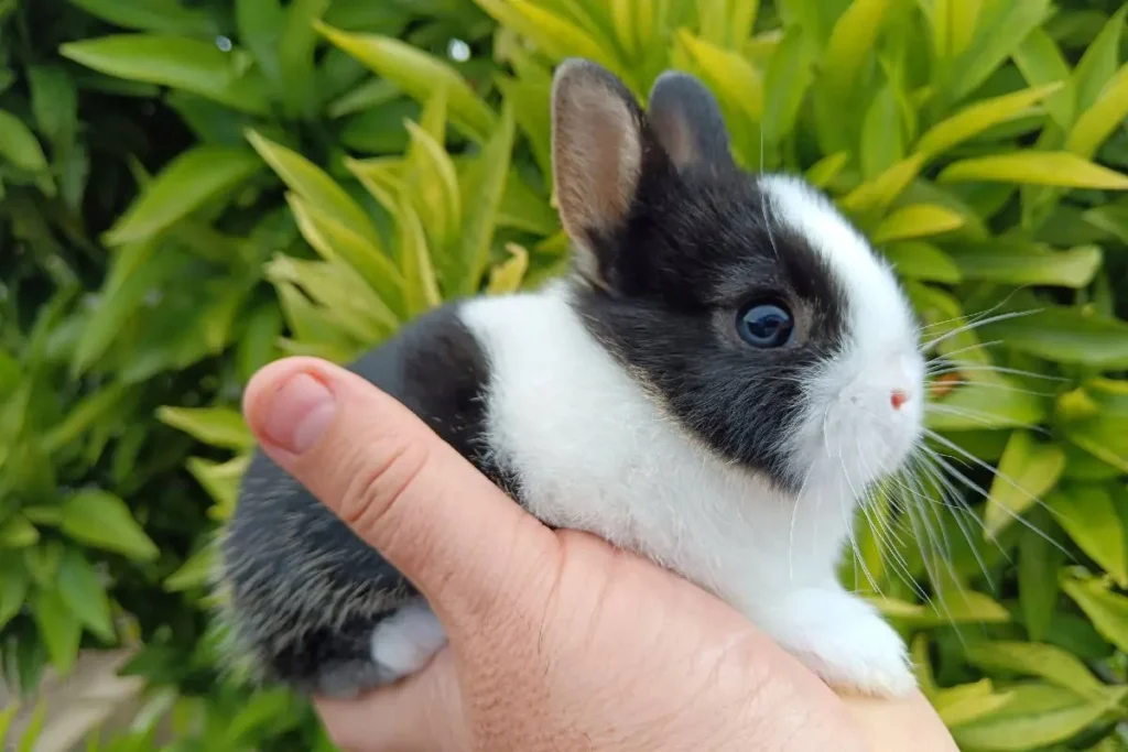 Names for Pet Rabbits Names for Pet Rabbits