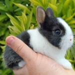 Names for Pet Rabbits