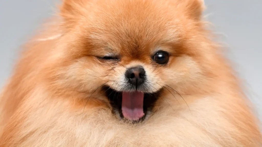 Names for Small Puppies Male