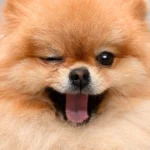 Names for Small Puppies Male