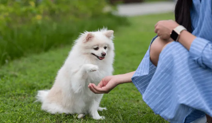 Names for Small Puppies Male 2 Names for Small Puppies Male