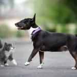 Pet Care Tips