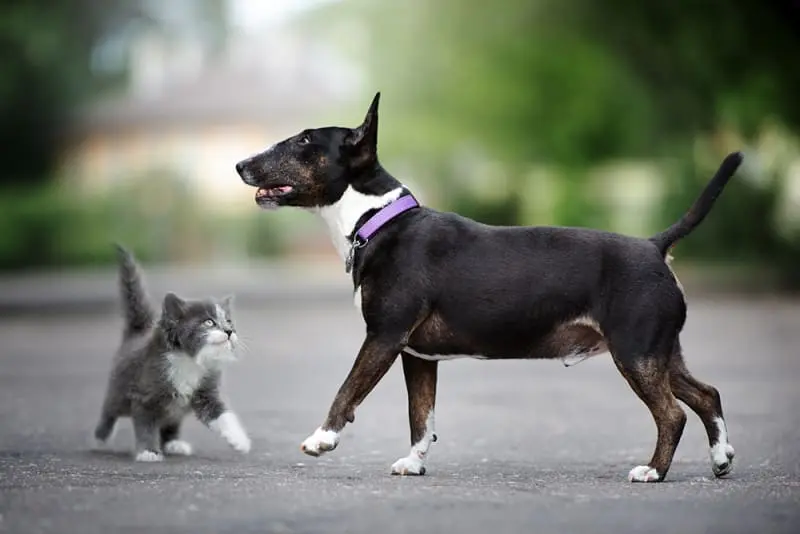 Pet Care Tips