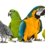 Pet Parrot Species