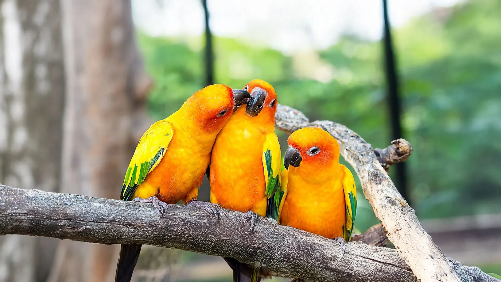 Pet Parrot Species 2 Pet Parrot Species