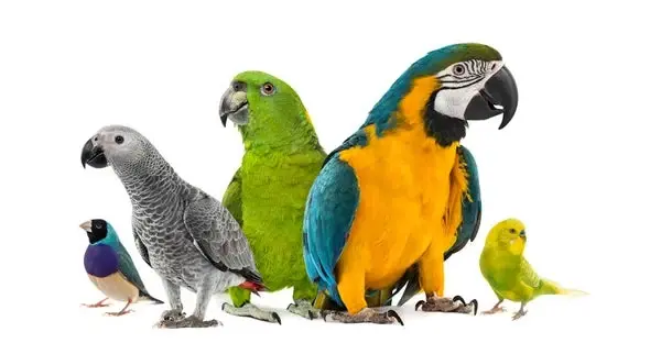 Pet Parrot Species Pet Parrot Species