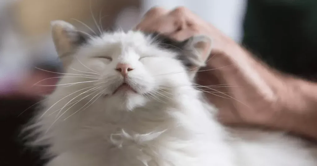 Purr-fect Cat