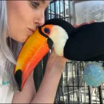 Toucans as Pets