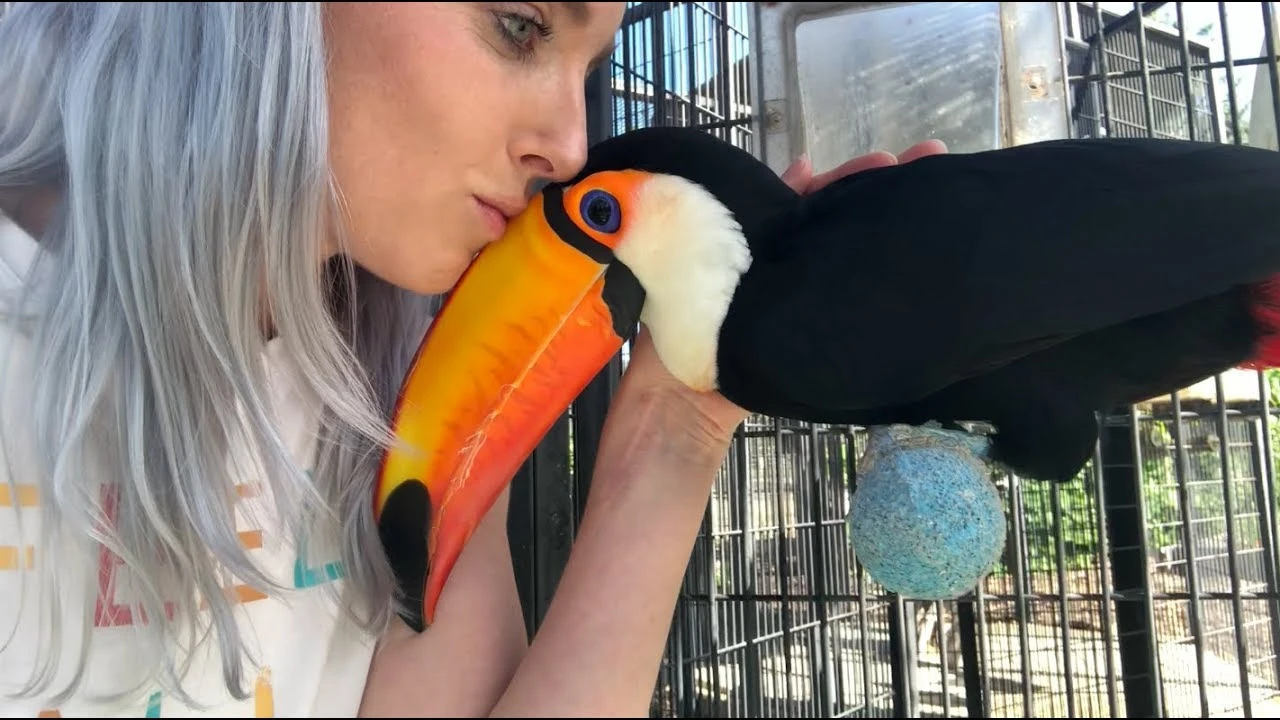Toucans as Pets Toucans as Pets