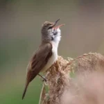 Why Do Birds Chirp at Night