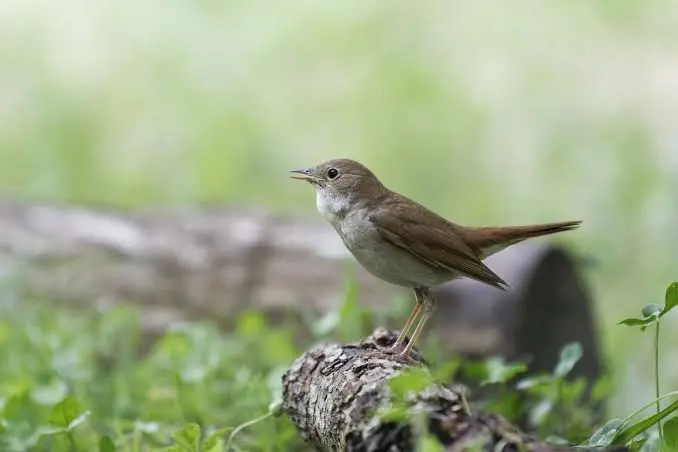 Why Do Birds Chirp at Night 2 Why Do Birds Chirp at Night