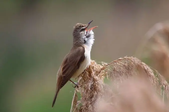 Why Do Birds Chirp at Night Why Do Birds Chirp at Night