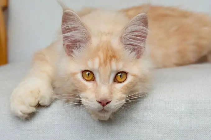 g Names for Tabby Male Cats