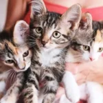 names for tabby male cats