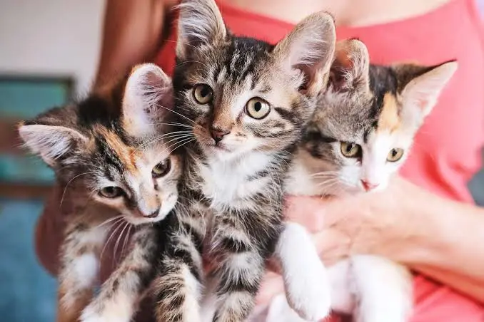 names for tabby male cats